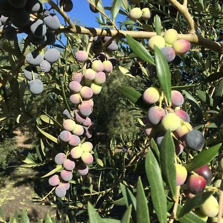 Finca Las Caballerias جيريز